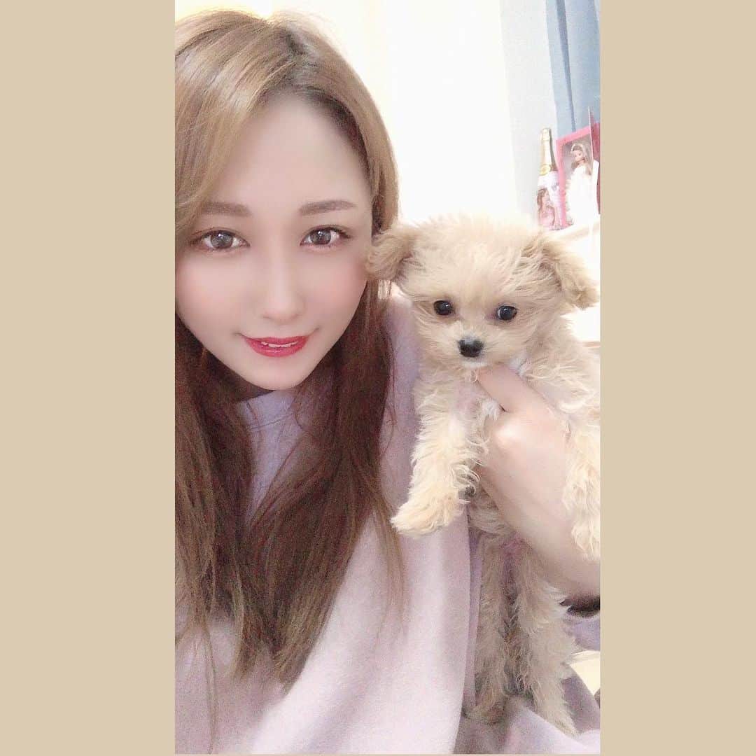 のインスタグラム：「こぐま🧡🧸  まろさんと早く遊ばせたい🥰💗  こぐま家に来て5日目の写真だけど耳が折れてきた！w 前の投稿見たらわかるけど！！耳全然違うw 成長過程🧡🌟  . #2月5日の写真#お家に来て5日目の写真 #なんか盛れんと思ったら裸眼w #ちわぷー#チワプー#チワプー同好会  #チワプー女の子 #mix犬 #dog#裸眼」