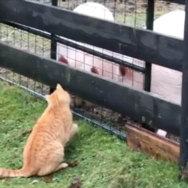 The Cats Of Instagramのインスタグラム：「#Repost • @thehappyherd The Neighbour’s barn cat looking to play with the piggies...@thehappyherd.」