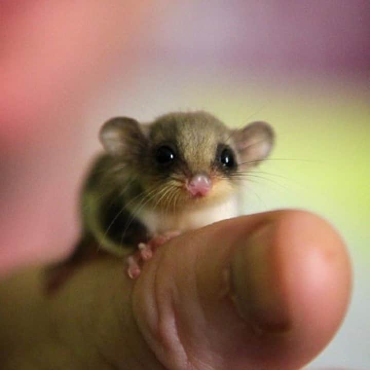 Baby Animalsさんのインスタグラム写真 - (Baby AnimalsInstagram)「So tiny, so cute!」2月7日 3時29分 - thebabyanimals