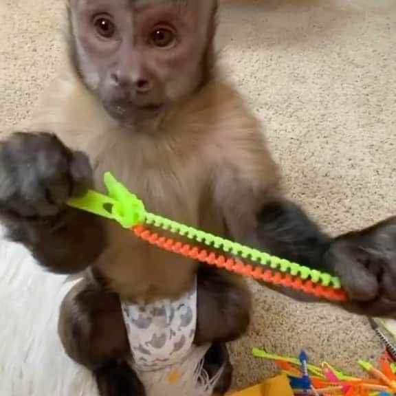 レスリー・フェラのインスタグラム：「😂 I think what kills me the most is his name is George and he’s curious.   Thank you @heresyourmonkeycontent on @tiktok @instagram  . . . #monkey #monkeysaturday #ringlightforamonkey #curiousgeorge #lovemesomemonkeys #monkeysofinstagram #monkeysoftiktok #monkeyplay #monkeybusiness #foremmaperryman❌⭕️」