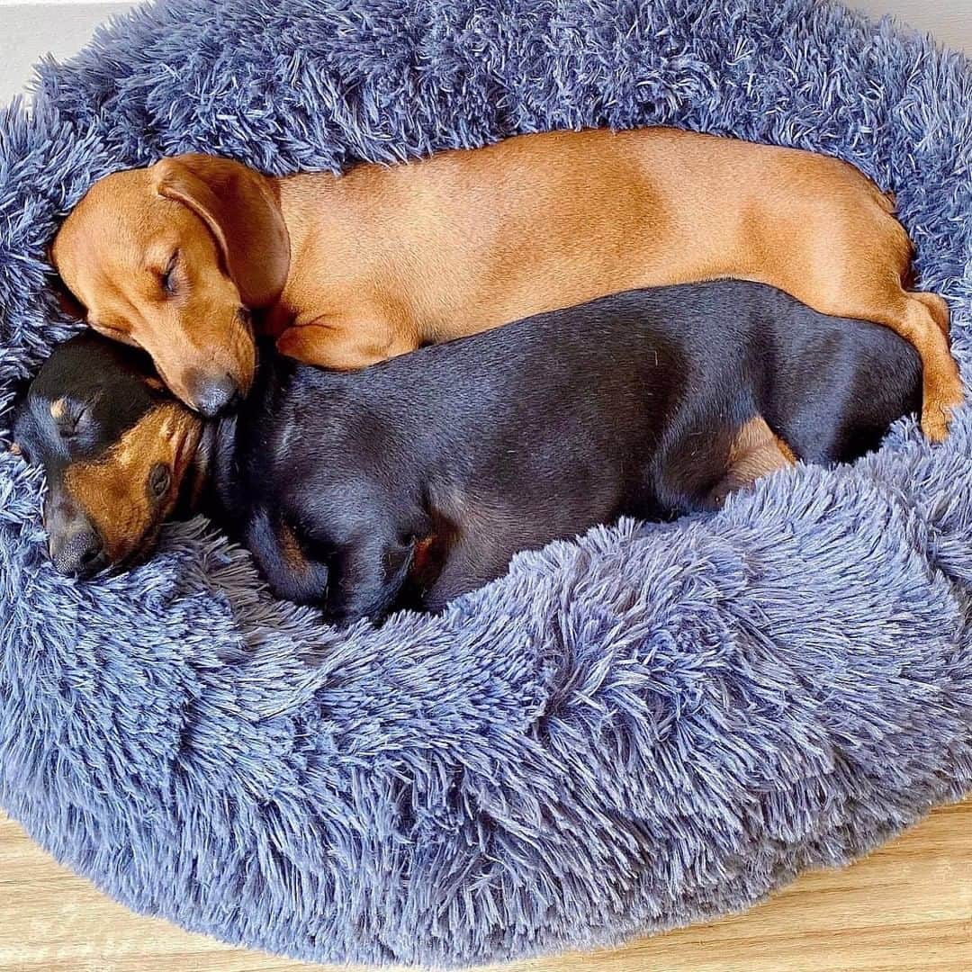 8crapさんのインスタグラム写真 - (8crapInstagram)「Sausage snuggles - Want to get featured like them? Join “The Barked Club” on FACEBOOK and post something now! 👉 barked.com - 📷 @obi_and_kato - #TheBarkedClub #barked #dog #doggo #Dachshund #Dachshunds」2月7日 4時00分 - barked