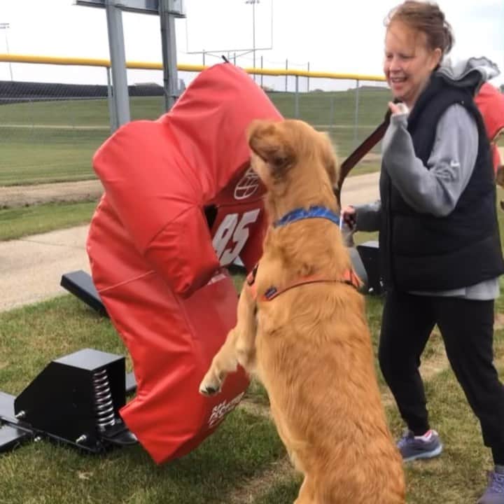 DogsOf Instagramのインスタグラム：「“Who’s ready for some football! 🏈”— @goldenlifeofleroy   Tomorrow is the last day of our Big Game Charity Challenge! (swipe ➡️)   Enter to win a gift card to @muttropolis + @theanxiouspet for yourself PLUS a @welovecuddly donation to the rescue of your choice! Link in bio for further details 🐾  Team Fluff and Team Ruff kick off tomorrow’s Puppy Bowl festivities at 11am PT/2pm ET. Who’s your team this year? (the correct answer is of course all of them) 🥰   #dogsofinstagram #superbowllv #puppybowl #footballdogs #charitygiveaway #givebackgiveaway」
