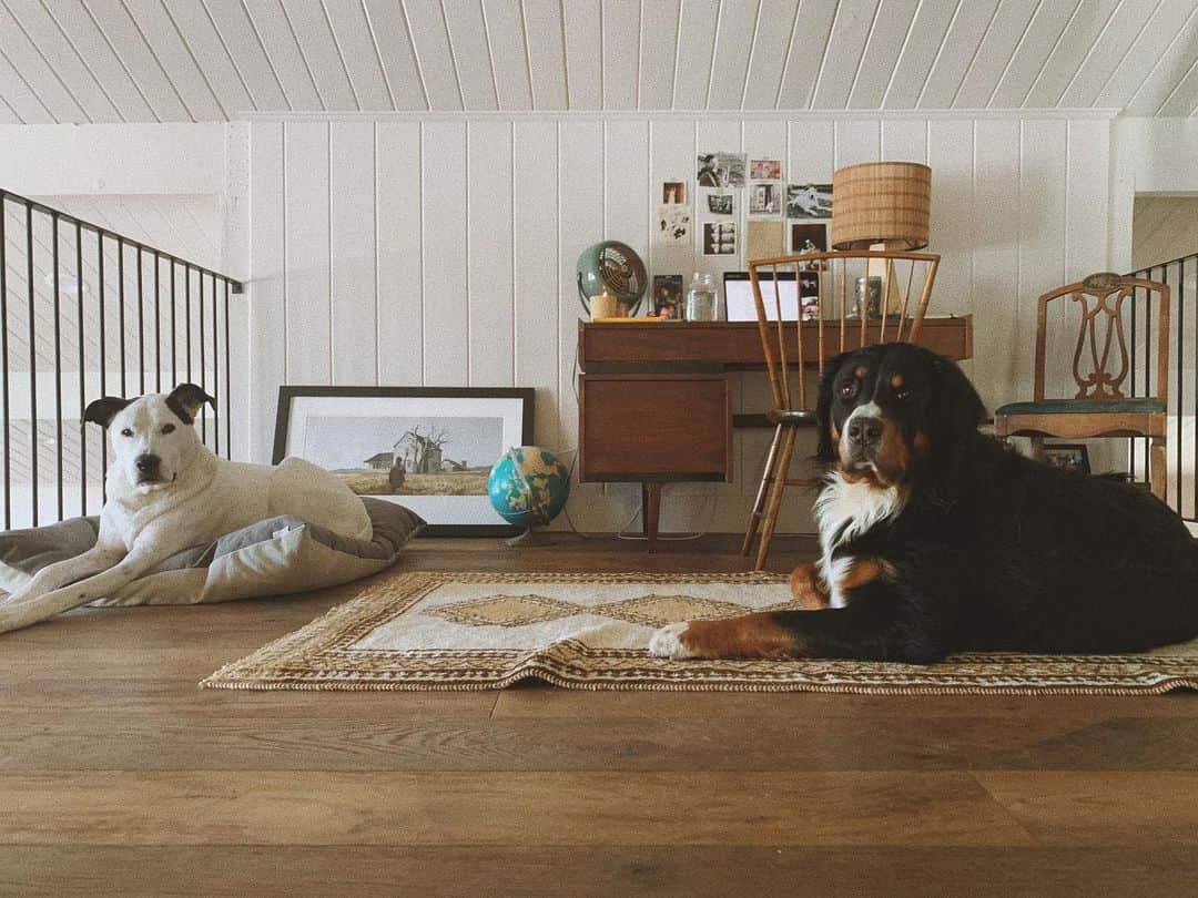 アシュレー・ジョンソンのインスタグラム：「Zoom work buddies.」