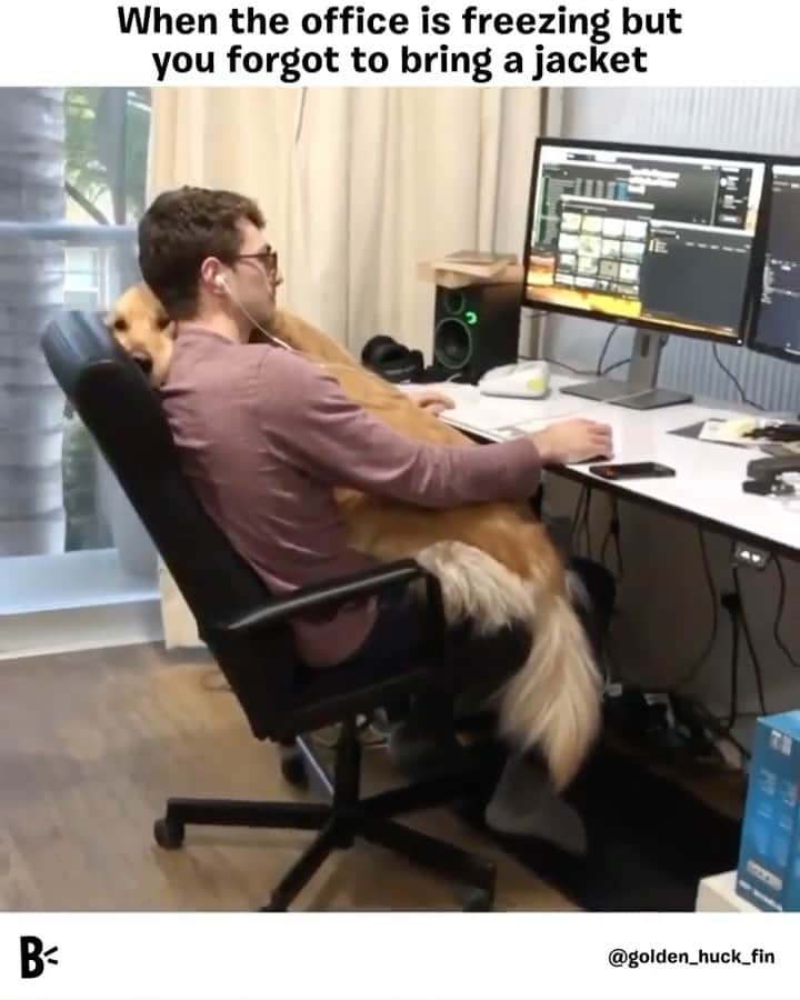 BarkBoxのインスタグラム：「Though the only one I have to blame for my home office temp is me 😅 @golden_huck_fin ❤️💗」