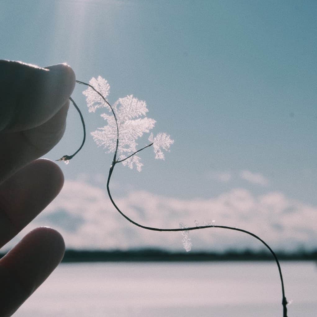 のインスタグラム：「﻿ ﻿ ﻿ ﻿ ﻿ ﻿ ﻿ 消えてゆくのかな﻿ ﻿ ﻿ ﻿ ﻿ ﻿ ﻿ ﻿ ﻿ #xt3 ﻿ #fujifilm_xseries ﻿ #instagramjapan #ig_japan_  #ifyouleave #vscocam #still_life_mood #reco_ig #nature_brilliance #ig_eternity #heart_imprint  #infinity_softly ﻿ #daily_photo_jpn #photogram_archive #moody_photograph #moody_grams #ig_phos #phos_japan #as_archive  #into_the_screen ﻿」