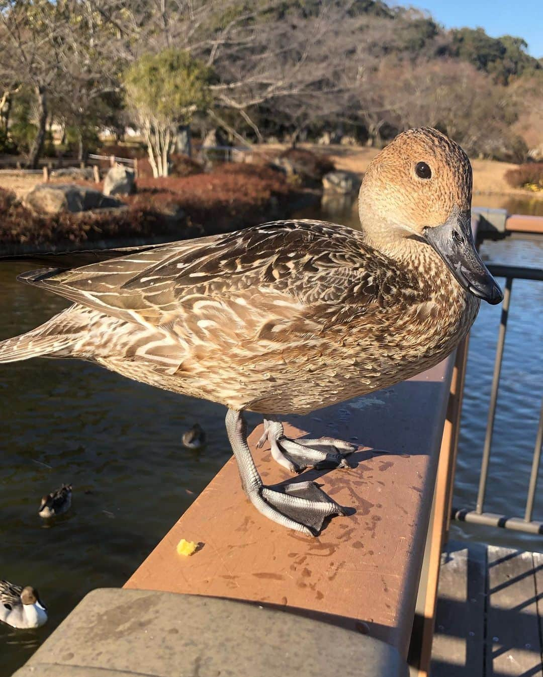 小野真弓さんのインスタグラム写真 - (小野真弓Instagram)「おはようございます^ ^ 仕事はじめ。久しぶりにメイクして頂きました☺️ 頭しゃっきり👀 お化粧ってやっぱり大事ですね💄✨ ステイホームであらゆる事にブレーキがかかる今日この頃。自分のスイッチを身失わないように心がけねば、と思った一日でした。 今日も良い一日を😊😷🍀 *\(^o^)/* #楽屋#メイクアップ#撮影#収録 #鴨#オヤツの自販機#池#わん散歩#公園 #チワワ#チワマル#doglover #父カメラ#わんこは孫#犬のいる暮らし#千葉暮らし 夕方、お待ちかねハナハル散歩🐶🐶 ハナハル大好きじいちゃんとばあちゃんも来たよ✨ 池にいた、人懐こい鴨ちゃん🦆 手からオヤツを食べてくれました😍」1月14日 6時29分 - hanaharuaroi