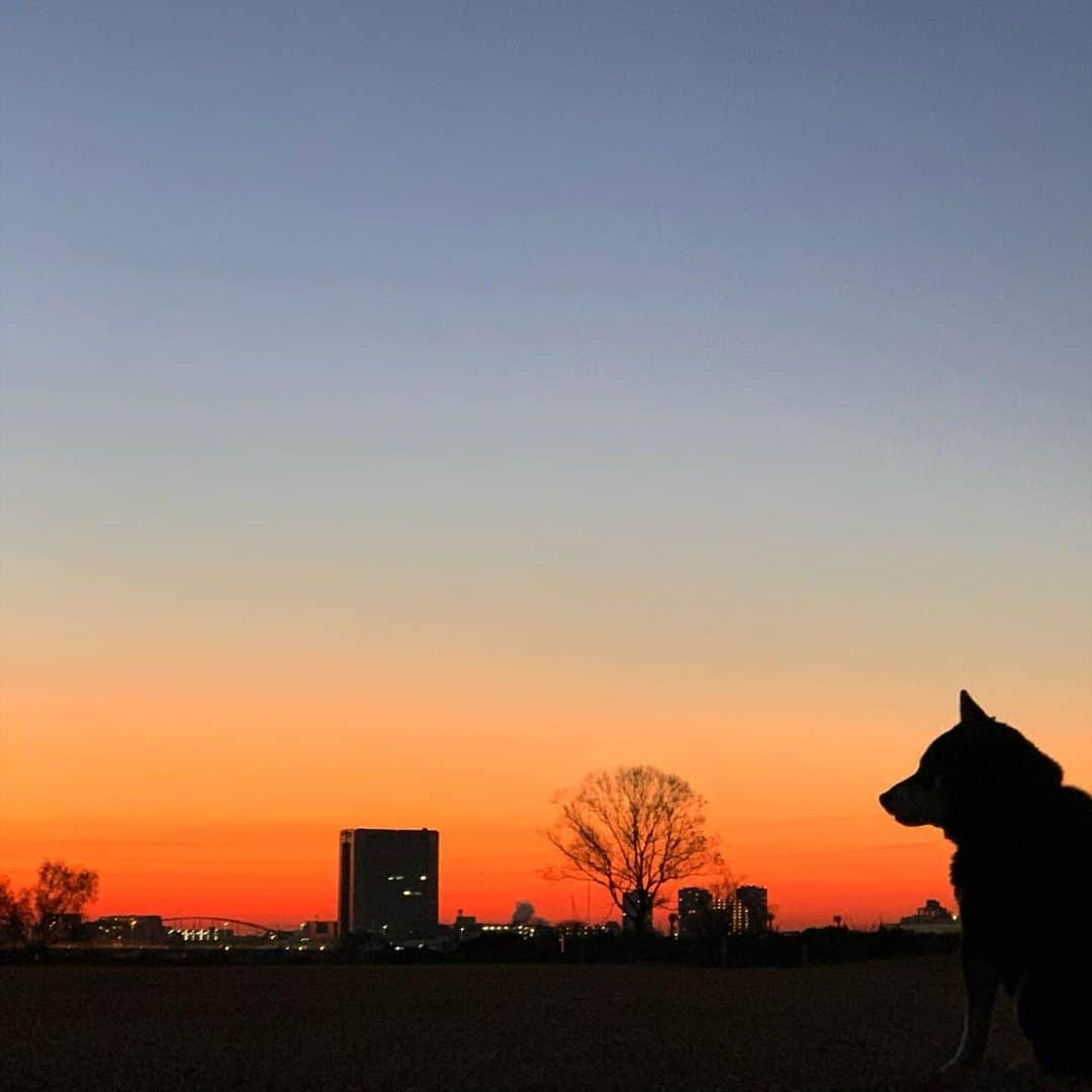 くろさんのインスタグラム写真 - (くろInstagram)「G☺︎☺︎d m☺︎rning TOKYO🐕 #シルエットロマンス部 #朝焼け #朝焼け空 #朝焼けの空 #あさやけこやけ #あさやけこやけ部 #グラデーションの空 #朝んぽ #おはようモーニング #GoodMornjngTokyo #MYTOKYOIS #TokyoTokyo #kuroshiba #blackshiba #shibainu #shibastagram #instadog #dogstagram #柴犬 #黒柴 #イッヌ #いぬら部 #柴犬のいる暮らし #柴犬のいる生活 #柴犬と一緒 #わんダフォ #わんだふるJapan #iPhoneXSで撮影」1月14日 6時29分 - m6bmw