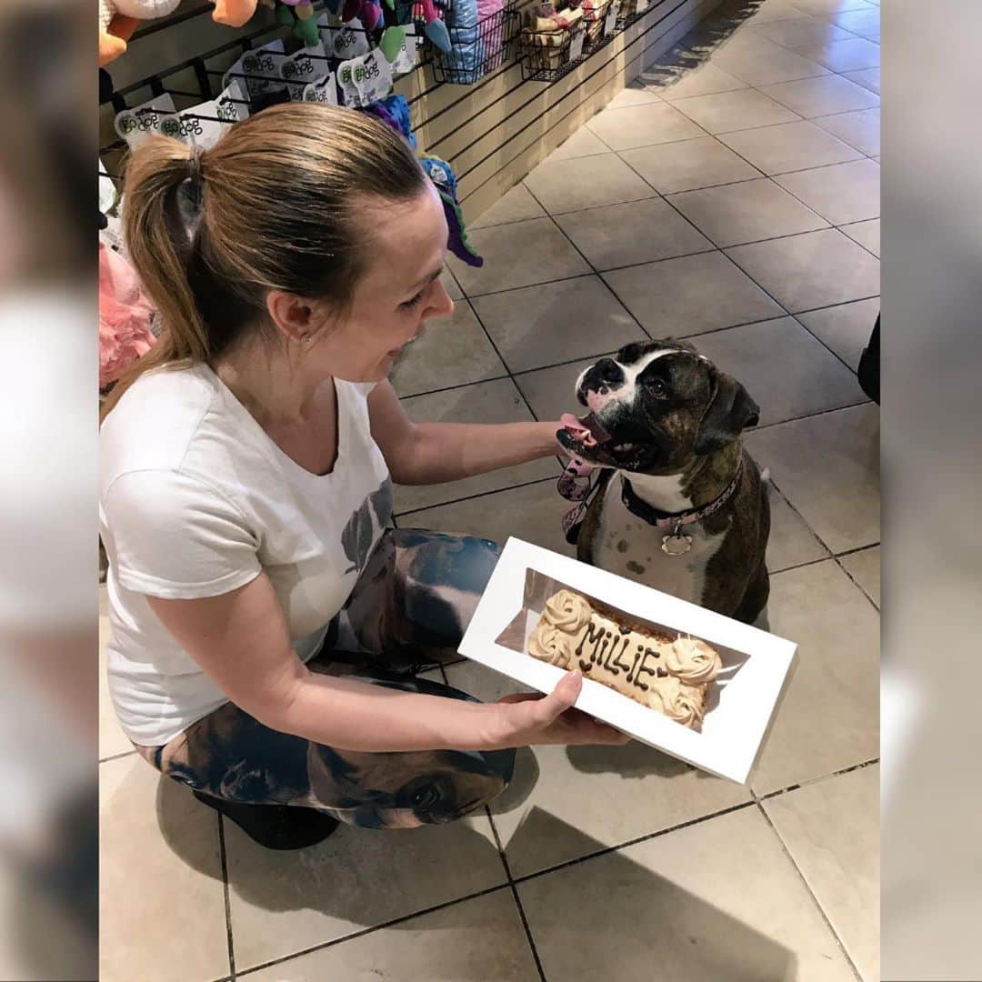 ターニャ・テイトのインスタグラム：「Sweet Millie my boxer dog is having surgery today to repair her knee. She's been diagnosed with Anterior Cruciate Ligament (ACL). ⠀ She's having a metal plate put in her knee & PRP injections. The cells from the injection will help her knee heal around the plate.⠀ ⠀ Her other back leg is inflamed and strained from compensating.⠀ ⠀ She will need a lot of care to recover⠀🙏🏼🐶 ⠀ I've had Millie since she was a little puppy and she is now just 6 years old. Thinking of Millie right now. She is in the best hands of renowned vet Alan Schulman 🐶❤️🙏🏼」