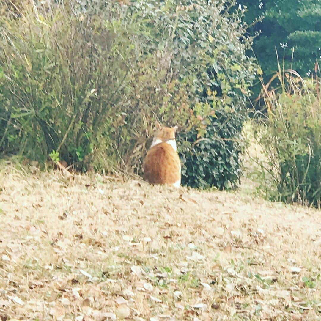 前野えまさんのインスタグラム写真 - (前野えまInstagram)「おはようございます🐈 今日も楽しい1日になりますように！ ・ ・ #おはようございます #今日のにゃんこ #猫 #猫のいる生活 #ねこすたぐらむ #にゃんすたぐらむ   #cat #catsofinstagram #catstagram #catlover  #haveaniceday」1月14日 7時03分 - maeno_ema