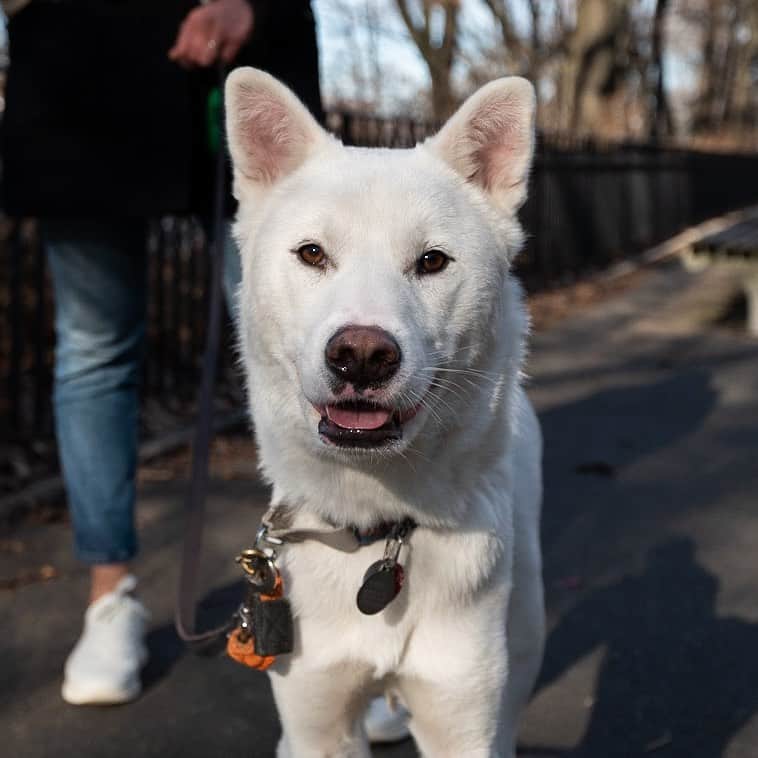 The Dogistさんのインスタグラム写真 - (The DogistInstagram)「Argos, Jindo mix (1 y/o), Riverside Park, New York, NY • “He’s a hunter but is a scaredy cat for anything other than squirrels, pigeons, and rats.” A rescue from @koreank9rescue」1月14日 7時15分 - thedogist
