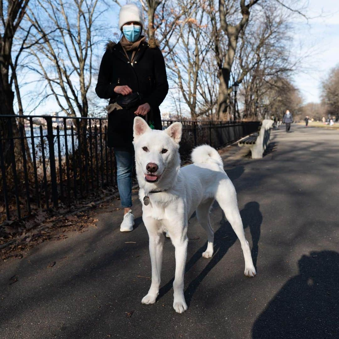 The Dogistさんのインスタグラム写真 - (The DogistInstagram)「Argos, Jindo mix (1 y/o), Riverside Park, New York, NY • “He’s a hunter but is a scaredy cat for anything other than squirrels, pigeons, and rats.” A rescue from @koreank9rescue」1月14日 7時15分 - thedogist