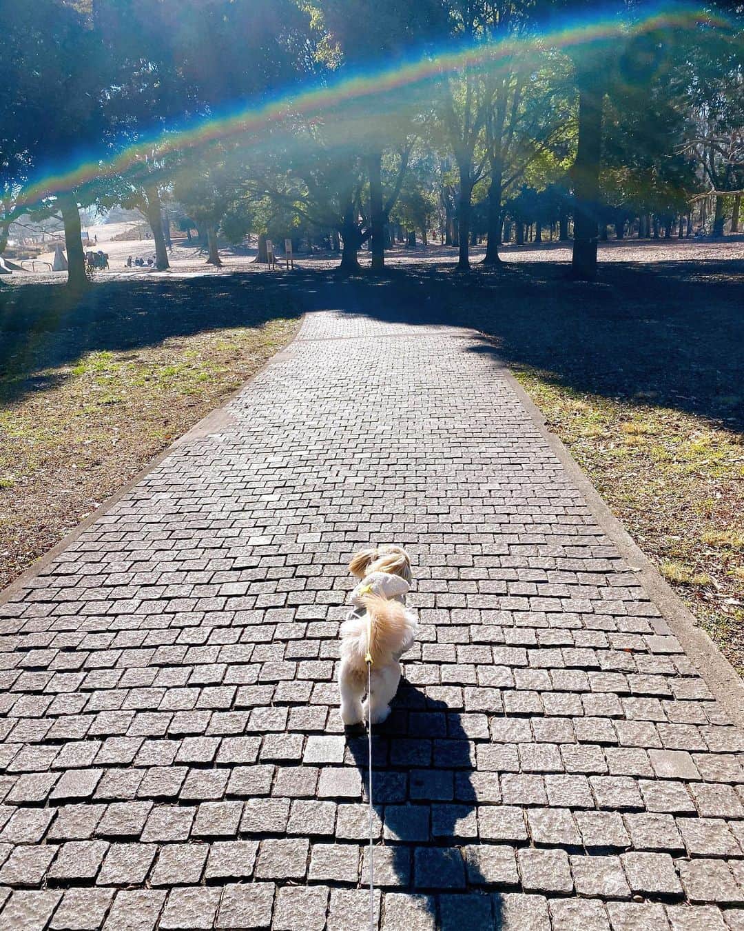 倉田雅世のインスタグラム：「おはようございます。 木曜日。 今日の東京はあったかくなりそうです。 いい一日を。 写真は虹とわんこ。 #いぬすたぐらむ #いぬのいる暮らし」
