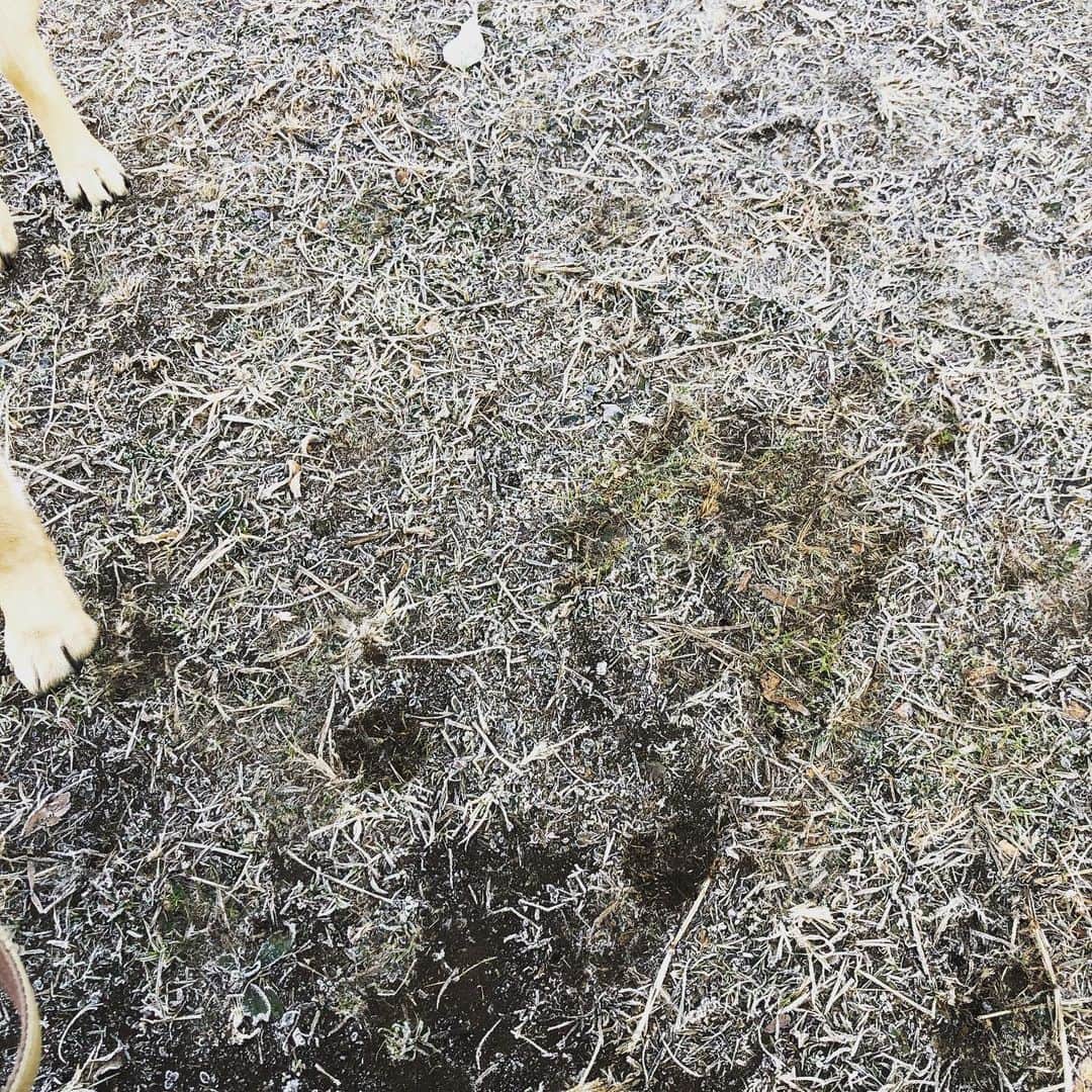 佐々木海さんのインスタグラム写真 - (佐々木海Instagram)「霜が溶けてそこにいたことがわかる。 跡すらかわいいってどういうこと⁉️ #犬 #イヌ #イヌスタグラム #いぬすたぐらむ #犬バカ部 #いぬばか部 #ふわもこ部 #いぬら部 #犬のいる暮らし #保護犬 #元野犬 #雑種 #雑種犬 #ビビり犬 #里親 #保護犬を家族に #保護犬を飼おう #殺処分ゼロ #dog #dogs #dogstagram #doglove #doglover #doglovers #doglife #dogslife #rescuedog #rescueddog」1月14日 8時34分 - umi_carnelian