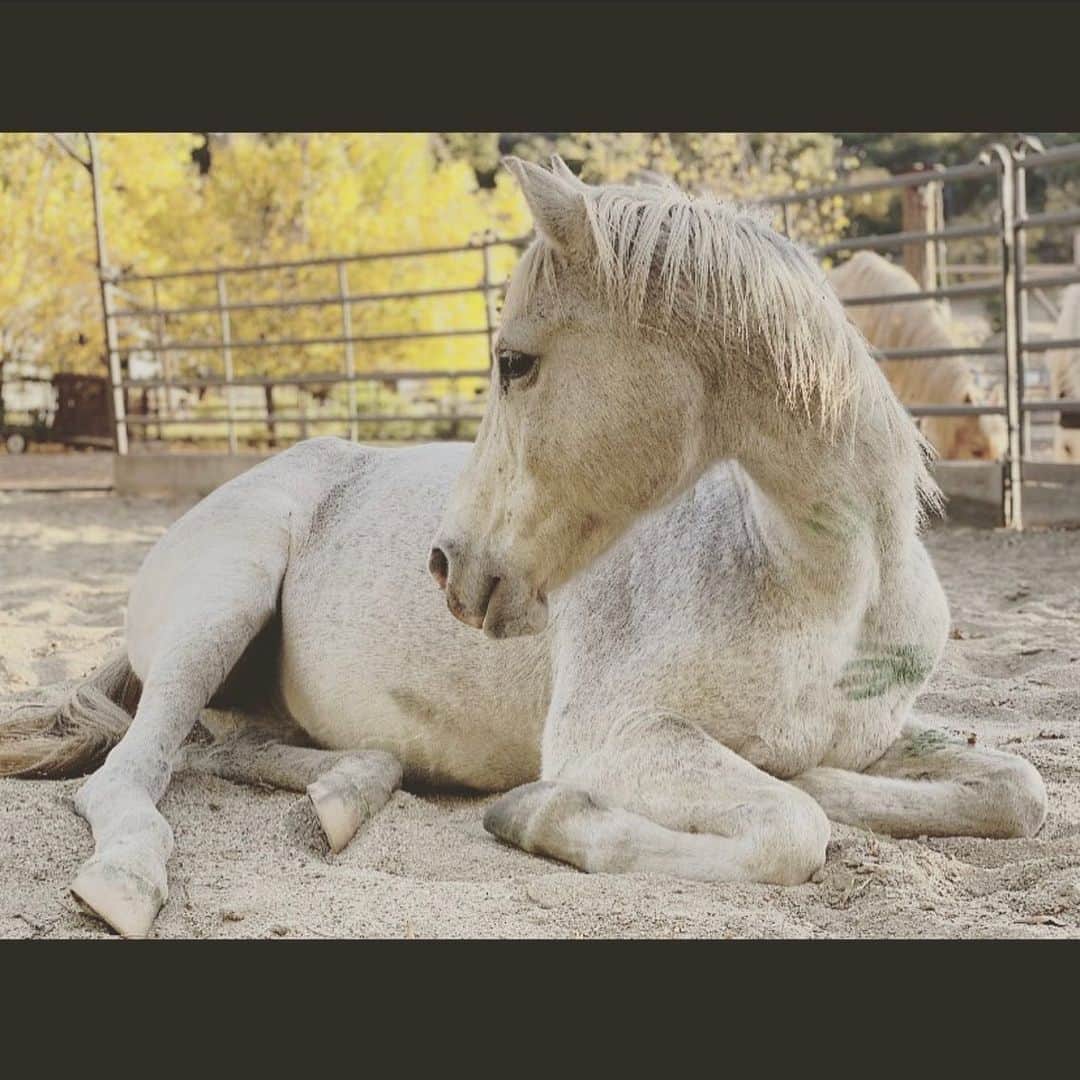 カテリーナ・スコーソンのインスタグラム：「Have you guys checked out @save_your_soil  Sweethearts @irunwiththehunted and @therealkmckidd are making awesomeness happen in Ojai. 🐷🐮🐱🦄」