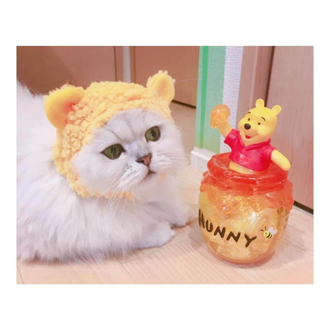 花咲来夢さんのインスタグラム写真 - (花咲来夢Instagram)「ねこのしゃーさん😍🍯🍯💓💓💓 #ねこ」1月14日 8時44分 - raimu_charlotte