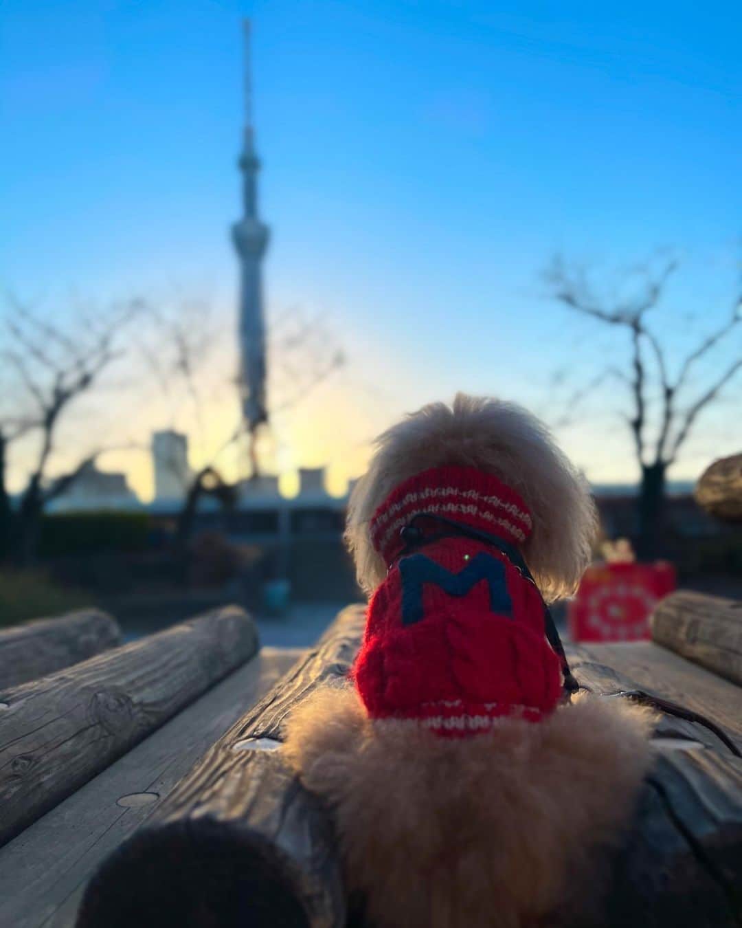 Toypoodle Mikuru?Asakusa Tokyoのインスタグラム：「20210114 Thursday. Good morning ! Friends 💖  今日も1日が始まる...  #あさんぽ #浅草 #tokyoskytree #iphone撮影  今朝は公園の方へお散歩☺️ お天気も良くて、このまま遊びに行きたいなぁ と思っても労働が待ってます。  貧乏暇なし🥲」