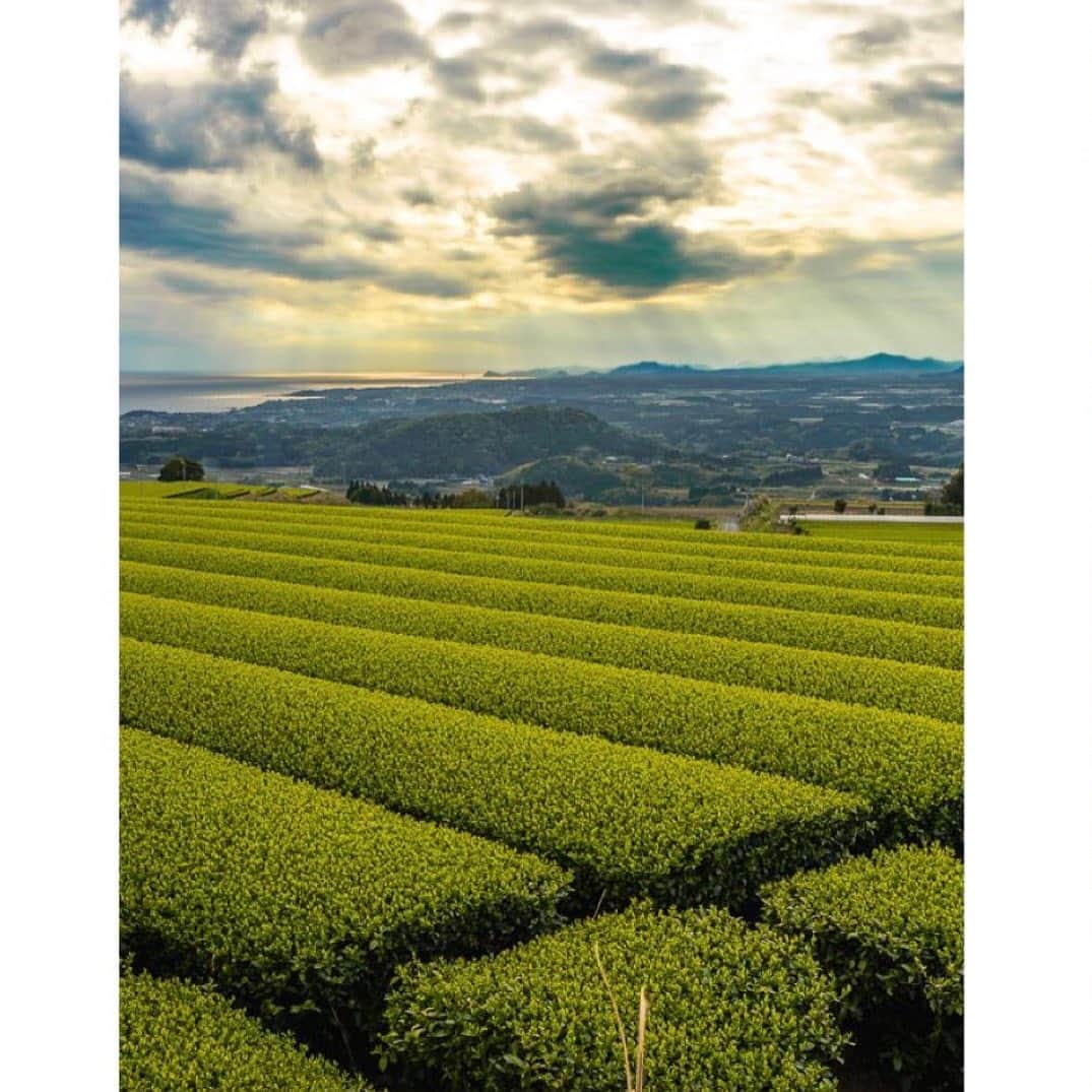 エリン フェザーストンのインスタグラム：「One of my New Year’s resolutions is to deepen my commitment to local and independent farmers. This got me thinking about my daily green tea ritual, which I have enjoyed for over 20 years! So I reached out to my favorite tea purveyor @ikkyu_tea who shared the beautiful story of the 4th-generation farm that produces my favorite sencha called “Mitsue”. Here are some beautiful photographs of the tea being grown in Kyushu island in Southwestern Japan. I found these images and the story very inspiring so I wanted to share... “Mr. Nagayama runs a fourth-generation family business dedicated to making only high-end sencha. Located in Ei-cho in Kagoshima, he takes care of the entire process, from plucking to packing and selling (some farmers only pluck leaves and sell their production to bigger producers). His fields are located at 250 meters above sea level, where morning and evening fog covers the tea trees. Along with a rich soil and moderate sun exposure, this creates the perfect conditions to grow tea.  A great way to understand the complexity and hardship of producers like Mr. Nagayama is to compare green tea and wine. Like wine, green tea comes from a terroir. Year after year, the producers must work hard to improve their products while handling weather (frost, drough, typhoons, floods), pests, and other outside factors that can imperil their crops. Like wine, the soil, the kind of cultivar and the skills of the producer have a direct impact on tea quality, taste and flavors.” I love learning about the care that goes into growing the things I love to consume. It awakens so much appreciation! One day I hope to visit there in person.」