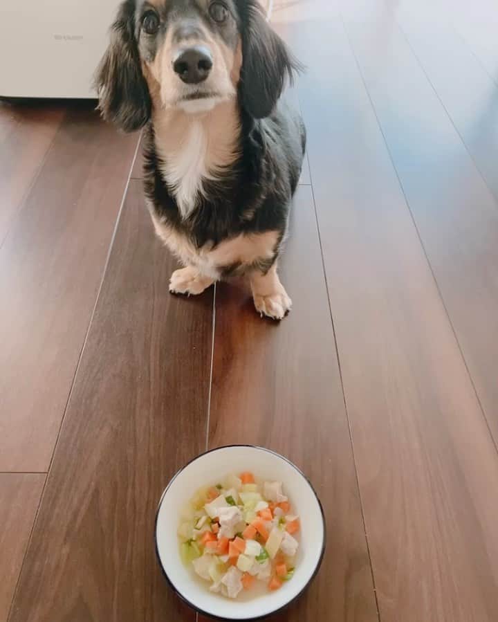 高原愛のインスタグラム：「モモの記録ごはん3👩‍🍳🐶 今日は朝時間があったので、豚肉と野菜のスープ🥬🍲 オリーブオイルで豚肉、野菜を炒めてモモ用は味付けせず、私の分は取り分けてコンソメスープにでもしようかなぁ😋😋😋 豚肉はトンカツ用の厚めのロースがあったので一口サイズに、野菜はカブ、チンゲン菜、人参、枝豆、エリンギ👩‍🍳玉ねぎを入れたかったけど犬にはNGなので入れなかったです😌 美味しそうに食べてくれたので朝からHappyな気持ちになった💕💕  #いぬごはん#てづくりごはん365#犬ごはん#ドッグフード#国産フード#ドライフード#手作りフード#手作りドッグフード#ウェットフード#わんこごはん#犬ごはんレシピ#ドッグフードレシピ#簡単ごはん#おうちごはん#ミニチュアダックス#短足部#いぬのいる暮らし#犬のいる生活#いぬのきもち#モモの記録ごはん#💕」