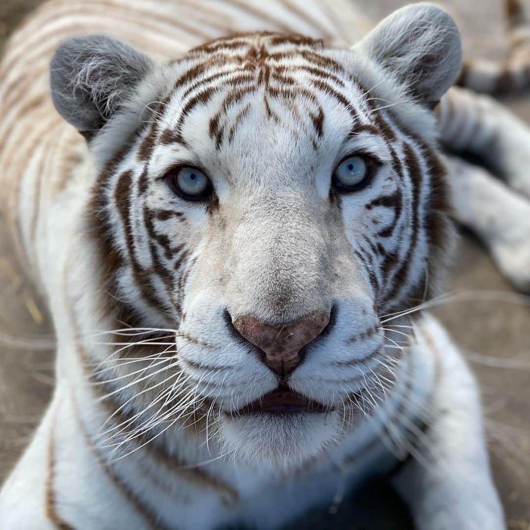 Black Jaguar-White Tiger さんのインスタグラム写真 - (Black Jaguar-White Tiger Instagram)「Black Jaguar-White Tiger :) #KingSolBJWT #BabyMoonPieBJWT」1月14日 9時05分 - blackjaguarwhitetiger