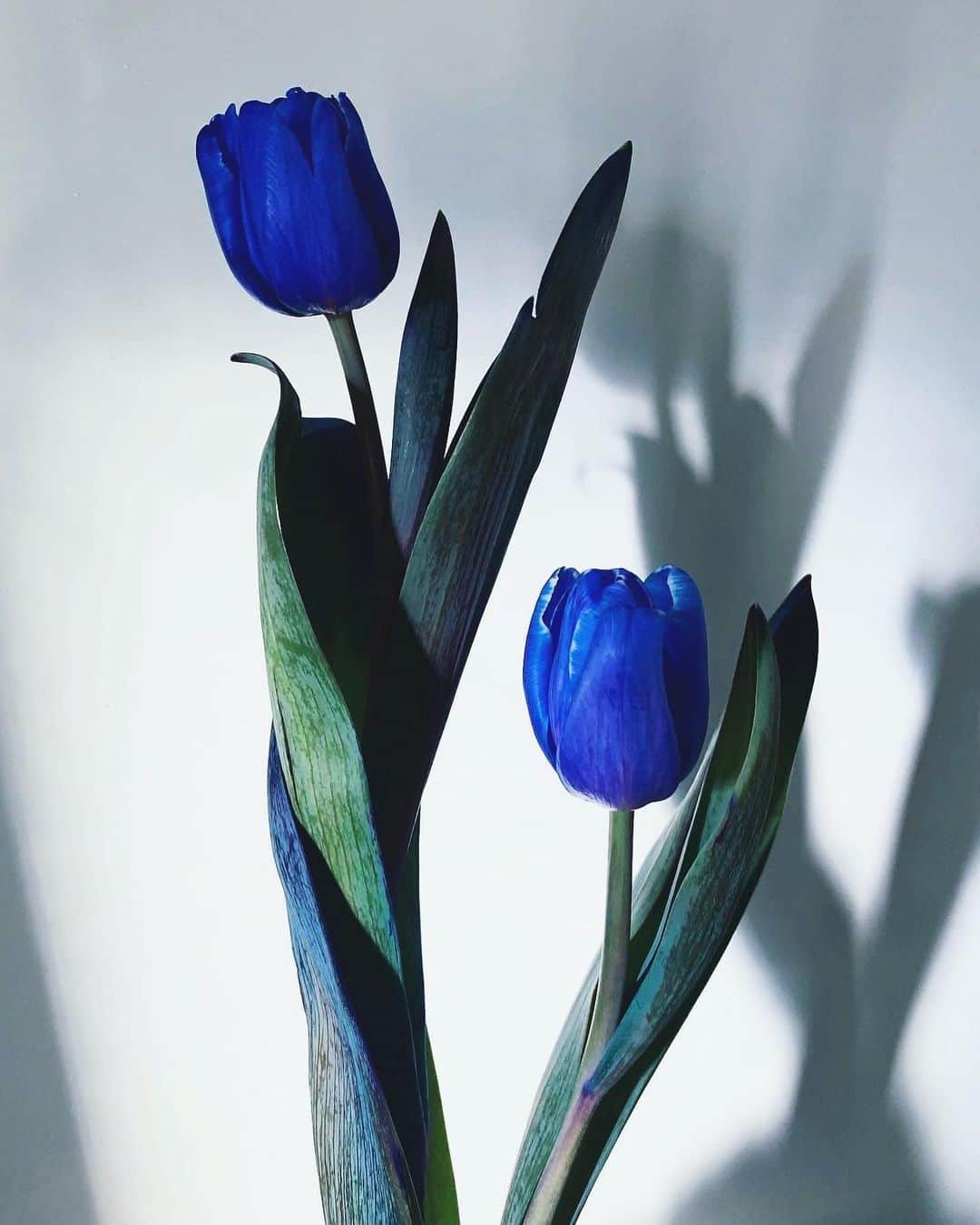 二ノ宮和佳子のインスタグラム：「So inspiring!!  Spring has come #blue #tulip #mimosa #flowers」