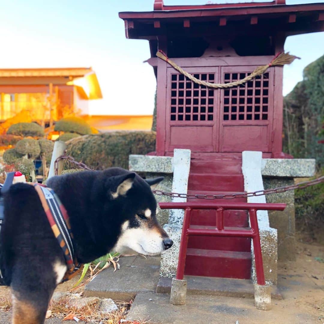 小川博永さんのインスタグラム写真 - (小川博永Instagram)「小さな鳥居。  #今朝まる #ししまる #dog #dogs #柴犬 #黒柴」1月14日 9時17分 - ogawahironaga