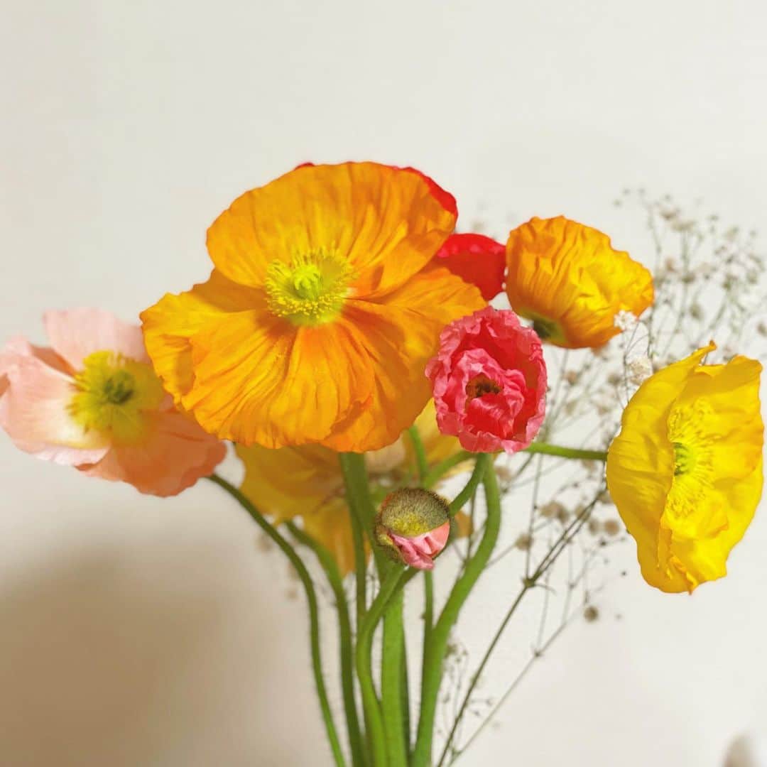 小野澤玲奈のインスタグラム：「まだまだ寒いけど 春に近づいていることをお花で感じる🌷  元気をもらえるビタミンカラー💛🧡 ポピーが毎日ぽんぽん咲いていくのが楽しみ🐹  桜もじっくり開花中🐹  バラはやぎバラ育種農園のものです✨  #お花屋さん通い  #flowers #お花のある暮らし #お花好き  #ポピー #バラ #桜 #やぎバラ育種農園  #アルパカもハッピー #もうすぐ春」