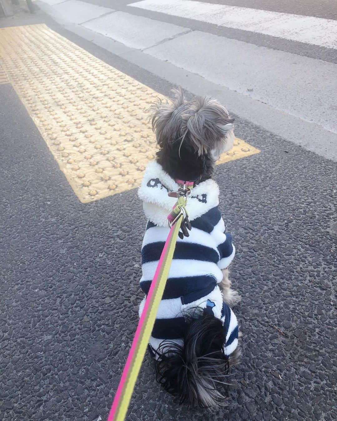 大石まどかさんのインスタグラム写真 - (大石まどかInstagram)「おはようございます☀ねねちゃん❣️お散歩中、赤信号ではお座りをして待ってまぁ〜す😅😃なんて‼️お利口さんでしょう😆（親バカ 笑）昨日はシャンプーカット🧴でサッパリしてきました。ちょっとサッパリし過ぎたかなぁ🙄😅今日も頑張ろうねぇ‼️ #ミックス犬 #ヨークシャテリア #マルチーズ #お散歩 #お座り #おりこうさん #犬のいる暮らし #癒し」1月14日 9時38分 - madoka_oishi