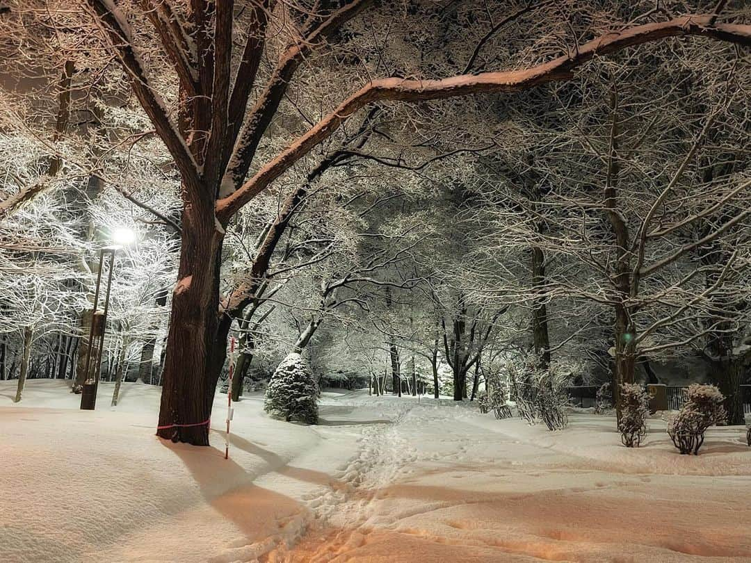 河野真也のインスタグラム：「昨日の中島公園で撮った他の写真。  みんなが寒そうに家路を急ぐ中、一人、携帯でブレないように、体をめっちゃ固定して。  寒さを感じづらくて、安定感のある体でよかったと思える、数少ない瞬間( ＾∀＾)  #札幌市中央区 #樹雪　？？ #北海道愛がとまらない #中島公園 #ドライブ #写真 #北海道 #絶景 #冬 #1月 #hokkaido  #sapporo  #nakajimakoen  #nakajimapark」