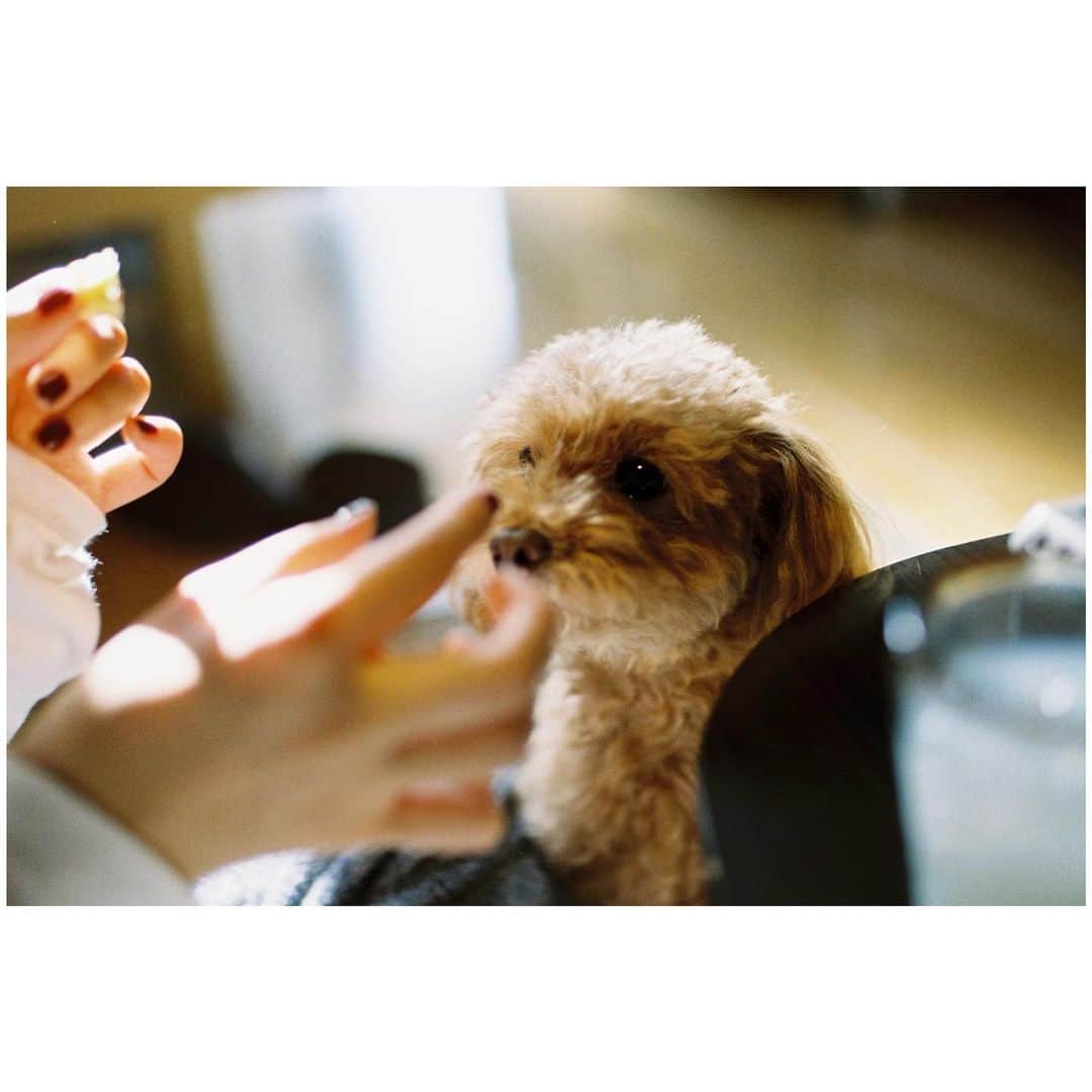 小口桃子さんのインスタグラム写真 - (小口桃子Instagram)「これはちょっと前の写真📷﻿ 犬さん、最近トリミングしてスッキリしました🐶﻿ 健康診断も問題なく、元気でなにより！﻿ ﻿ ﻿ 🎞Kodak colorplus 200﻿ ﻿ #dog#mydog#camera#filmcamera#filmphotography#film#Kodakcolorplus200#フィルムカメラ#フィルム#ogumomofilm」1月14日 10時13分 - momoko_oguchi