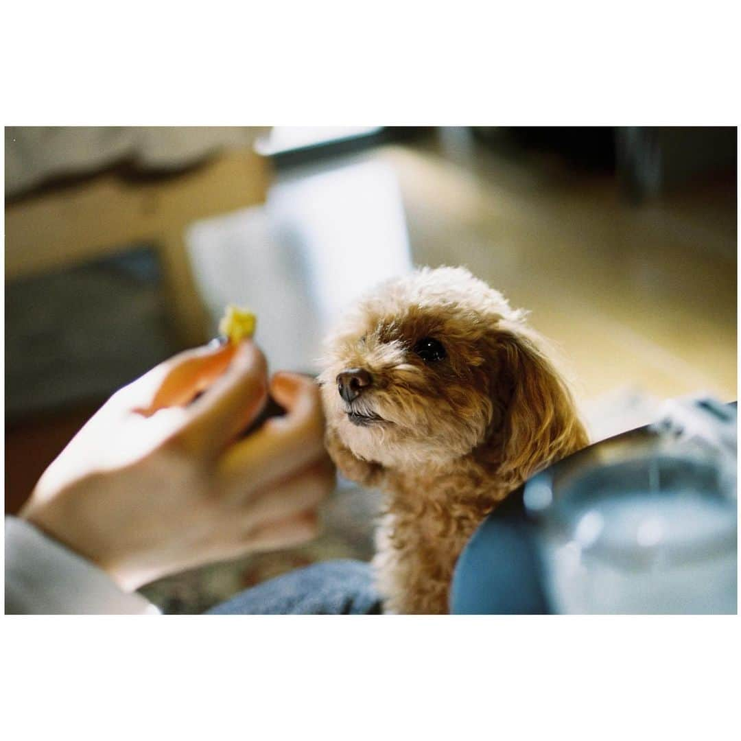 小口桃子のインスタグラム：「これはちょっと前の写真📷﻿ 犬さん、最近トリミングしてスッキリしました🐶﻿ 健康診断も問題なく、元気でなにより！﻿ ﻿ ﻿ 🎞Kodak colorplus 200﻿ ﻿ #dog#mydog#camera#filmcamera#filmphotography#film#Kodakcolorplus200#フィルムカメラ#フィルム#ogumomofilm」