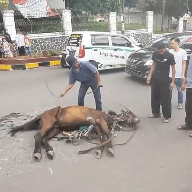 ティモシー・サイクスのインスタグラム：「⚠️PLEASE SHARE WITH YOUR FOLLOWERS TO HELP END THIS ANIMAL CRUELTY!⚠️ Repost from @karmagawa Far too many horses like this poor animal are overworked until they collapse in the streets or sometimes even die, this happens all the time all over the world and we MUST stop this animal cruelty right now! We MUST learn to respect animals much more…when will enough people join together and say enough is enough and finally tackle this long neglected issue? Please join us in making this a better world for animals by using your social media platform to spread awareness about this URGENT issue, share this post with your followers and tag people, celebrities, influencers and new media who need to see this and share it too as we MUST all remind EVERYONE that we MUST stop cruelty like this, animals deserve SO MUCH BETTER! Thanks for sharing @jakartaanimalaidnetwork and sending a team to check on this poor horse! #horses #endanimalcruelty #animalsdeservebetter #karmagawa」