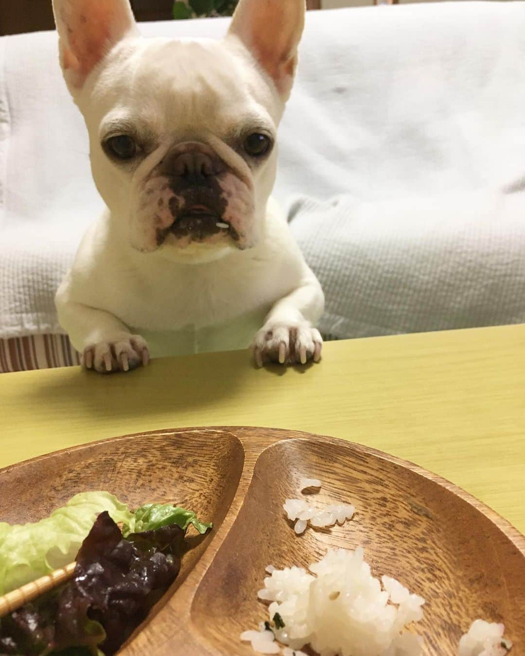 ちえぶぅたさんのインスタグラム写真 - (ちえぶぅたInstagram)「僕食べてませんよ。」1月14日 10時29分 - chiebuuta