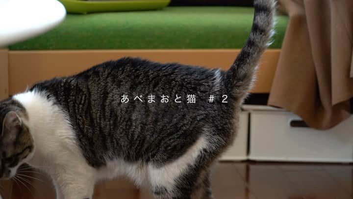 阿部真央のインスタグラム：「昨日配信のAliveへのたくさんのご反応ありがとうございました！ とても嬉しい気持ちです✨ 来週発売のカバーアルバムもよろしくお願いします！！  そしてこちらもしれっと更新です 🐱🐱🐱 第2話も切ないとキュンと号泣の大渋滞でした。 来週もお楽しみに🐱💓  #あべまおと猫 #おじさまと猫 #猫 #鼻キス #阿部真央」