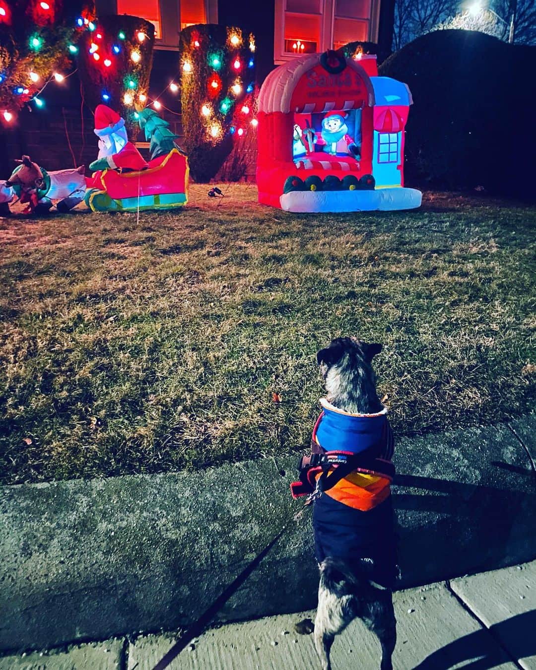 pugsofinstagramさんのインスタグラム写真 - (pugsofinstagramInstagram)「Archie admires this yard each night . I hope they don’t take their  decorations down anytime soon!」1月14日 10時42分 - pugsofinstagram