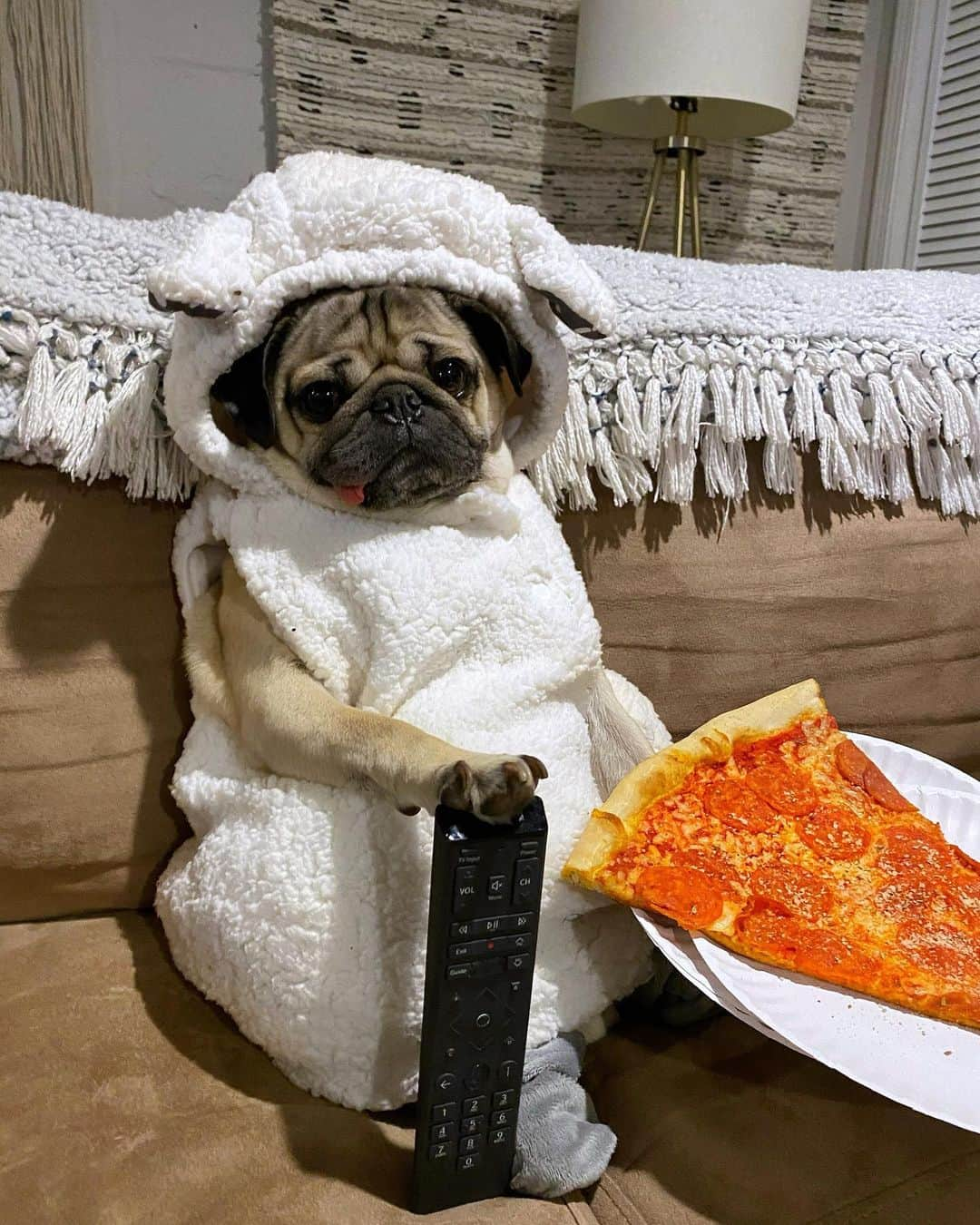 itsdougthepugさんのインスタグラム写真 - (itsdougthepugInstagram)「"100% will watch shows about animals all day" - Doug  I have been loving "All Creatures Great and Small" from @MasterpiecePBS and I think u will too! 🐑 It’s a charming series about a young vet in the English countryside and it’s the heartwarming show we could all use right about now. Watch it now on the @PBS Video app. #AllCreaturesPBS #ad」1月14日 10時58分 - itsdougthepug