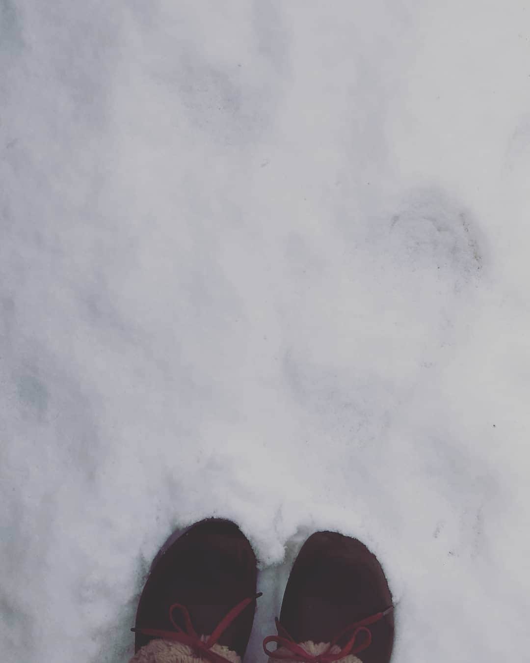 阿部美穂子さんのインスタグラム写真 - (阿部美穂子Instagram)「... ぬくぬく 雪の日は 湯たんぽ~ぶたんぽ🐷 だよね。子供たち「ぶたんこ」 になっちゃうので我が家では ぶたんこで(^🐽^) ぐっすり 추운겨울에 뜨거운물을 넣고  몸을 따뜻하게 해주는「유탄포」  이친구덕에 온가족 어제도 잠을 푹 잤답니다(๑•🐽•๑) #雪#湯たんぽ#コンビニスイーツ #설빙#인절미#편의점간식#hotwater bottle」1月14日 11時41分 - miiko904