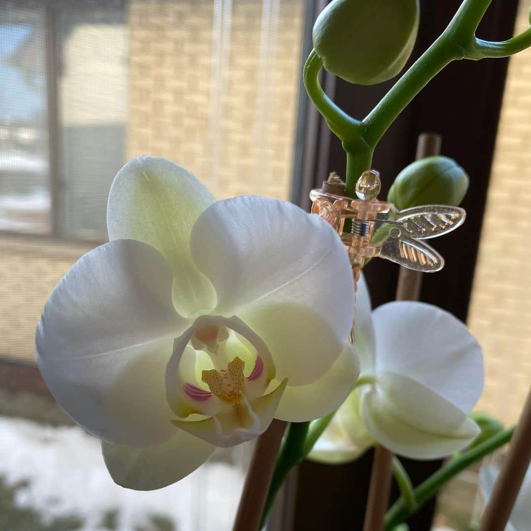 キャシー・リードさんのインスタグラム写真 - (キャシー・リードInstagram)「When I retired from competitive skating in 2015, my best friends gave me this beautiful orchid. It’s still blooming, just like our friendship. Love you girls💕 私が2015年に引退したとき、私の親友は私にこの美しい蘭をくれました。私たちの友情のように、それはまだ咲いています💕」1月14日 11時44分 - cmr2070