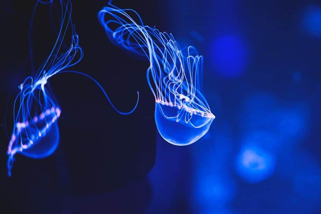 アクアパーク品川さんのインスタグラム写真 - (アクアパーク品川Instagram)「繊細な触手を揺らめかせて漂うギヤマンクラゲ。⁣ ⁣ 名前に入った「ギヤマン」とは⁣ ガラス製品やガラス細工を意味する言葉です。⁣ まさにその名のとおり、透きとおった美しい姿が⁣ なんとも魅力的✨⁣ ⁣ #ギヤマンクラゲ ⁣ #クラゲ #海月 #jellyfish⁣ #ジェリーフィッシュランブル⁣ #JellyfishRamble⁣ ⁣ #マクセルアクアパーク品川⁣ #MaxellAquaParkShinagawa ⁣ #アクアパーク #aquapark ⁣  #アクアパーク品川 #aquaparkshinagawa ⁣ #水族館 #aquarium」1月14日 12時00分 - aquapark_official