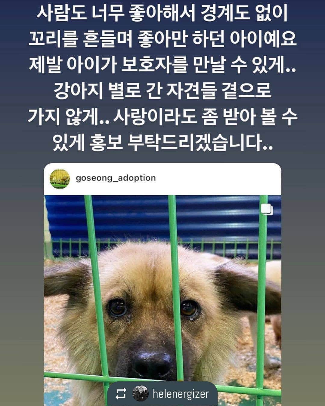 のインスタグラム：「동물농장 피디이신 분의 피드를 리그램 하였어요. @helenergizer 너무 안타까운 내용이라. 많은 분들이 아셨으면 좋을 것 같아. 이렇게 공유합니다. 광복이로 시작하여 지금 세 마리와 함께 지내면서 정말 많은 사랑을 받고 주면서 행복하게살고 있으니 저렇게 주인에게 버림받고 힘든 환경에서 지내고 있는 친구들에게 괜스레 너무 미안해지네요. 저 친구들은 고성 보호소에서 지내고 있는데 4일 후면 모두 순서대로 안락사로 하늘의 별이 된다고 하네요..많은 관심 공유 부탁드려요. 더 자세한 내용은 @helenergizer @goseong_adoption  여기로 들어가서 확인하심 됩니다.  #사지마세요입양하세요. #동물학대강력처벌」