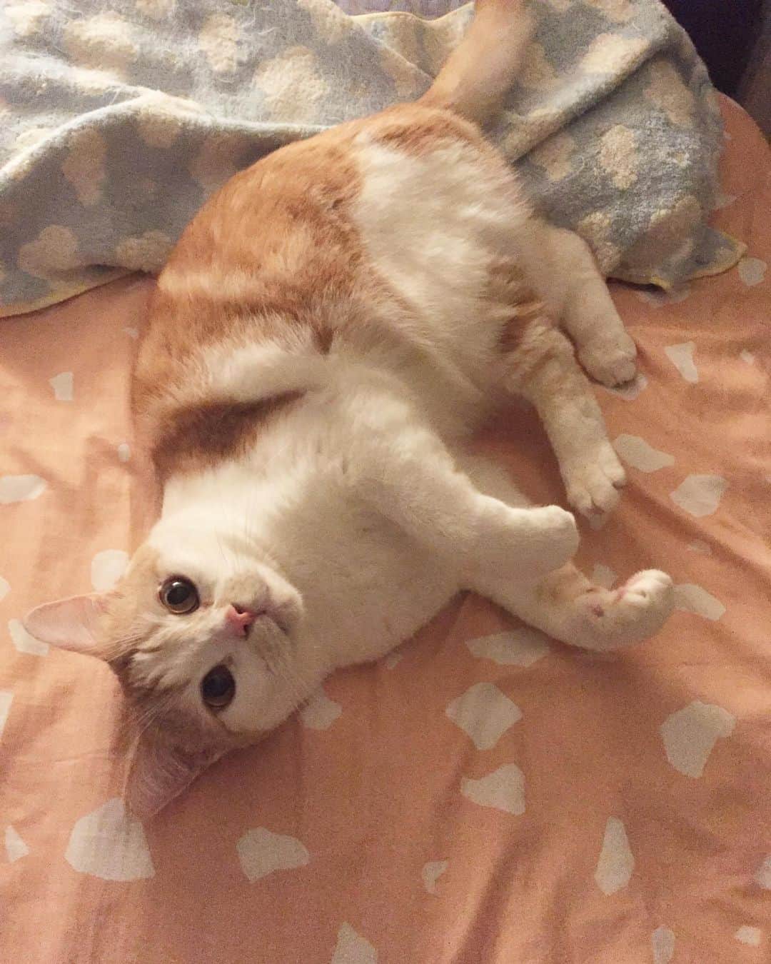 にゃんすくんのインスタグラム：「枕にケツあてんな。  #可愛いとかじゃなくて  いや可愛いけど。」