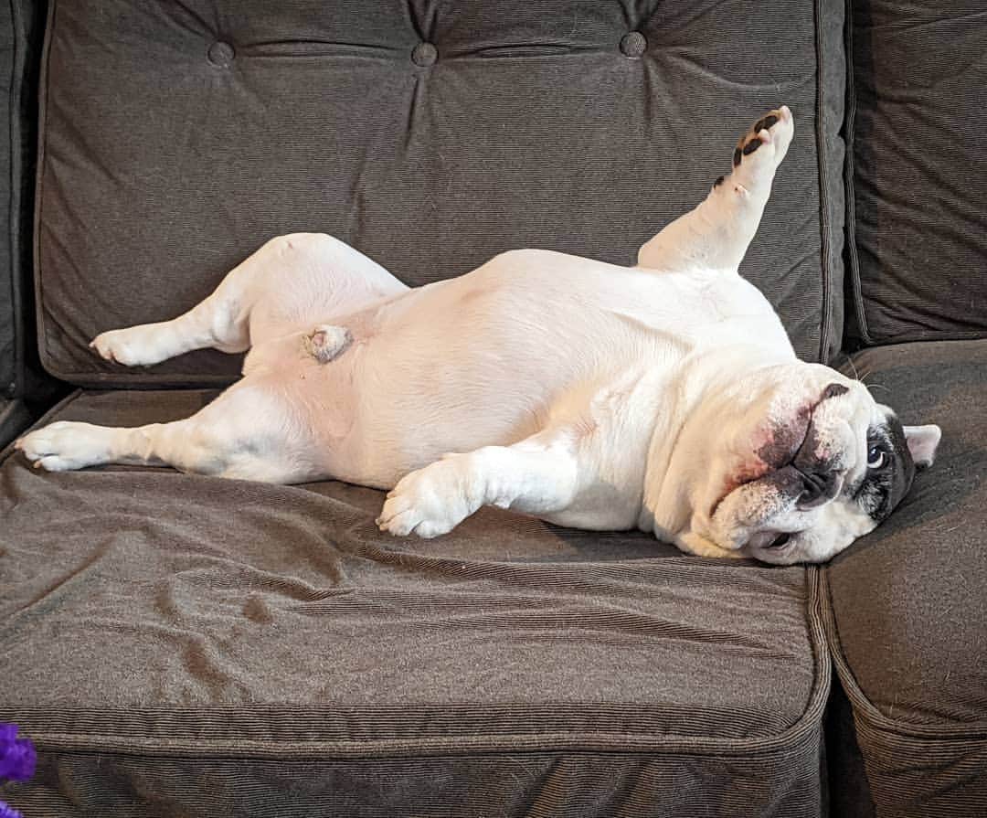 Manny The Frenchieのインスタグラム：「Weenie Wednesday! 🤣😂」