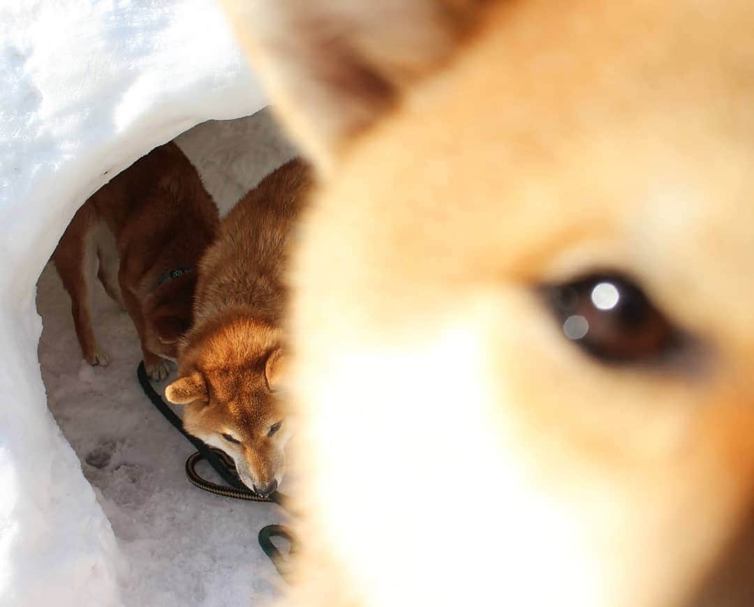 柴犬たま Shibainu Tamaさんのインスタグラム写真 - (柴犬たま Shibainu TamaInstagram)「これにて雪写真は一旦終了〜❗  近年は暖冬続きだったので、まさかまたかまくらが作れる程の雪が降るとは😲おしゅし達も楽しい思い出＆貴重な体験が出来ました😊🎵  Caption trans🇬🇧 This is the end of the snow photos for now❗ We've had a mild winter in recent years, so I didn't think we'd get enough snow to make igloo again😲 The Sushi Brothers also had fun memories and valuable experiences😊🎵  #たま家族 #柴犬コイ #柴犬トロ #柴犬ウニ #おしゅし兄弟 #雪 #日本の冬 #かまくら #仲良し兄弟 #ふわもこ #かなりひし形 #どアップ #ブサ顔 #糸目 #舌ぺろ #柴犬 #shiba #shibainu #shibastagram #犬 #dog #多頭飼い」1月14日 12時21分 - tama7653
