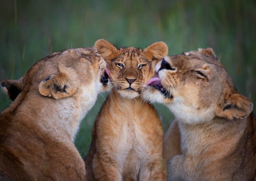 ナショナルジオグラフィックのインスタグラム