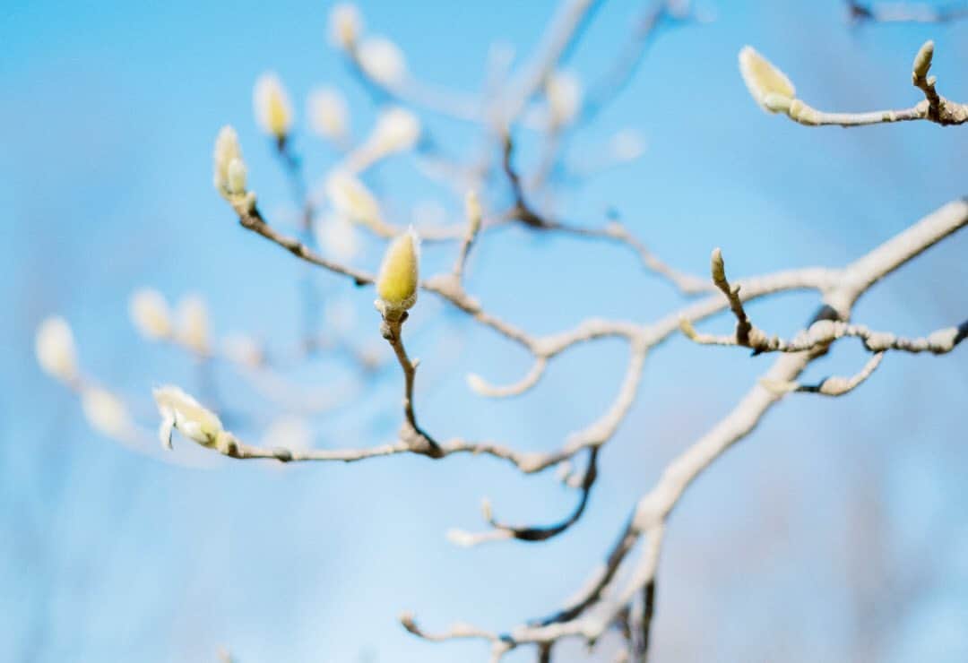 unicoさんのインスタグラム写真 - (unicoInstagram)「春の訪れを感じるとき。 . つぼみは銀色の毛でおおわれ、花が咲くと上品な香りを感じられるハクモクレン。 . 白くかわいらしい花は、コーディネートのアクセントにもぴったりです。 短めの枝を集めてリビングや玄関、テーブルの上に飾れば、いつものインテリアを華やかに引き立ててくれます。 . ハクモクレンの開花時期は3～4月。 まだまだ厳しい寒さが続きますが、暖かな日差しを感じると、季節が少しずつ進んでいることを実感できます。 . 花開くときをじっくりと待ちながら、春の訪れを一緒に楽しんでみてください。 . #unico_fan #ウニコ #unicoのある暮らし #インテリアショップ #部屋づくり #部屋作り #おうち #部屋の模様替え #模様替え #部屋 #インテリア #インテリアコーディネート #おしゃれインテリア #myroom #メイクマイルーム #暮らしを楽しむ #日々の暮らしを楽しむ #ハクモクレン #白木蓮 #初春 #春の花 #春待ち #花のある暮らし #白い花 #花の写真 #心に花を #透明感のある世界 #ふんわり写真部 #丁寧な暮らし #季節の花」1月14日 12時29分 - unico_fan