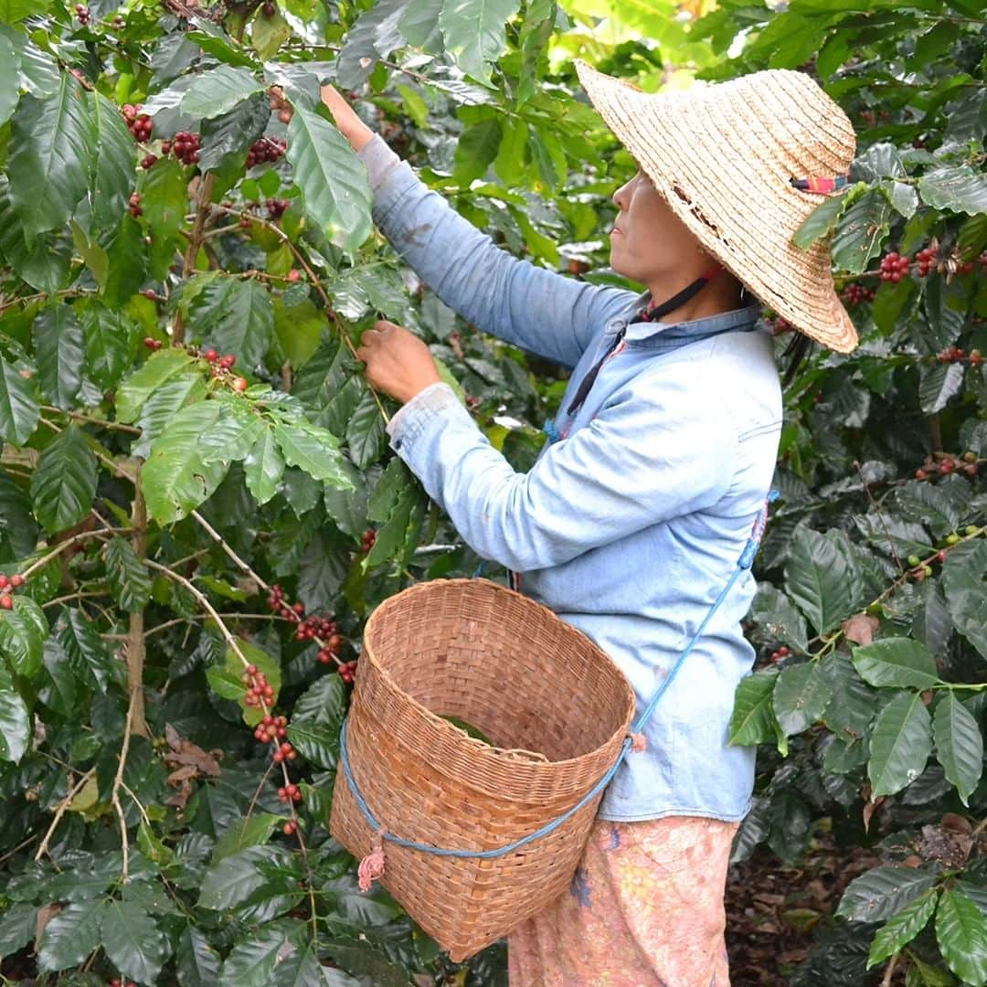無印良品さんのインスタグラム写真 - (無印良品Instagram)「【今日の話題】ミャンマーでケシからコーヒーへの栽培転換を支援しています - 無印良品の一部のお店とネットストアでは、ミャンマーでケシに替わる農家の収入源として栽培された「ミャンマーのコーヒー豆」を数量限定で販売しています。  ミャンマーの南シャン州でくらす少数民族は、アヘン原料となるケシを重要な収入源としていましたが、同州が品質の良いコーヒー生産に気候条件が合致していることから、ミャンマー政府と国連薬物犯罪事務所（UNODC）がケシからコーヒーへの栽培転換を推進し、現在では900軒以上の農家がコーヒーの栽培を行っています。  無印良品は、味は変わらないのに小粒ではじかれていた豆を、適正な価格で買取り活用した「ミャンマーのコーヒー豆」を販売することで、コーヒー生産農家の収入を増やし、南シャン州でのケシからコーヒーへの栽培転換を支援します。 - #無印良品 #MUJI #ミャンマーコーヒー #コーヒー #コーヒー豆」1月14日 13時00分 - muji_global