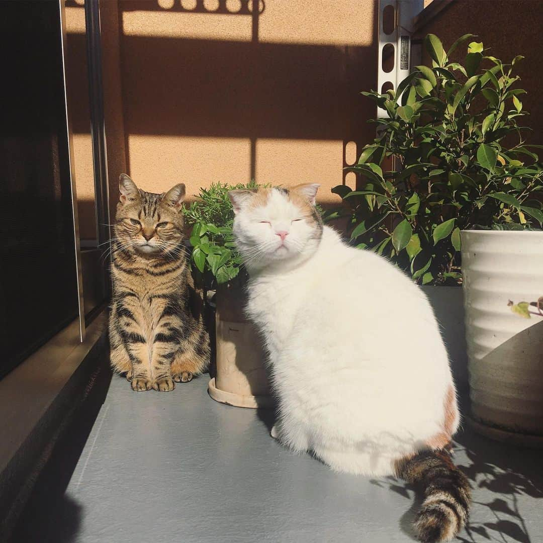 ありす & まりあのインスタグラム：「Hello 🍡 春はまだかにゃ。」