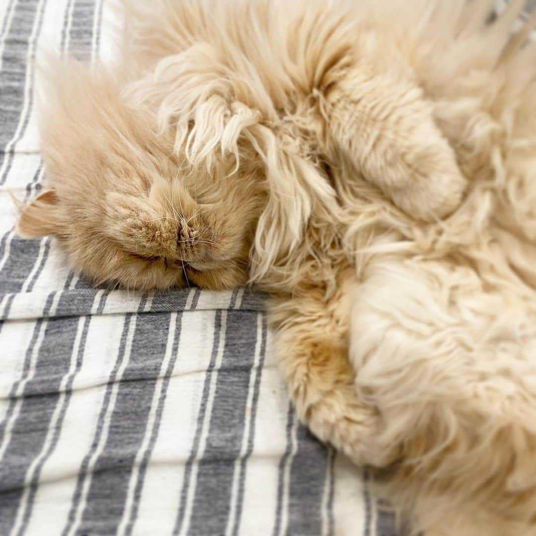 ミッシュさんのインスタグラム写真 - (ミッシュInstagram)「今日は昼寝が快適だニャ😴  #ミッシュ #得意なこと  #おうち時間の過ごし方  #ひたすら寝る #猫っていいね   #misch1207s  #鼻ぺちゃ#cat #ねこあつめ #にゃんすたぐらむ#猫と暮らす #エキゾチックロングヘア  #ねこ #ネコ #猫  #neko #猫部 #ねこ部 #にゃんだふるらいふ #catstagram #Exoticlonghair#catlover #catsofinstagram#cats_of_instagram」1月14日 12時59分 - misch1207s