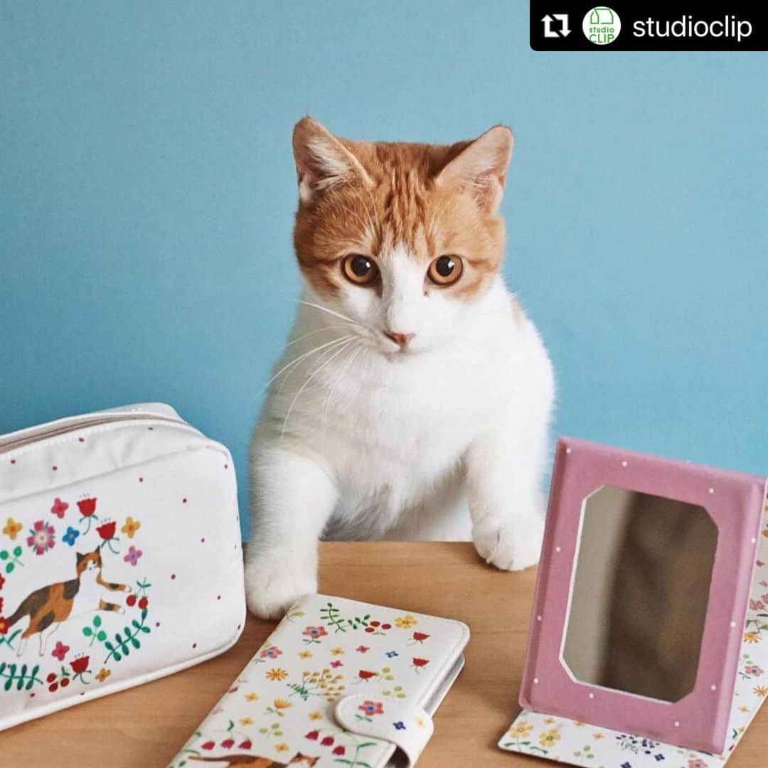 布川愛子のインスタグラム：「モモコちゃん🥰🐈素敵なご家族とご縁が繋がりますように✨　#Repost @studioclip with @make_repost ・・・ 【撮影モデルをしてくれたモモコちゃんの家族募集中】  今回、1月14日(木)から販売スタートしたAIKO FUKAWA and studio CLIPのコラボ商品のモデル猫をしてくれたモモコちゃんは仲良し猫ちゃんとペアで里親募集中とのことです。  お問い合わせはみなとねこ minatoneco@gmail.com  #studioclip #スタディオクリップ #aikofukawa #保護猫 #保護犬 #ねこねこクリップ #いぬいぬクリップ #ねこねこクリップいぬいぬクリップ #いぬいぬクリップねこねこクリップ #スタジオクリップ #スタジオじゃないスタディオだよ #ちょうどいい暮らし」