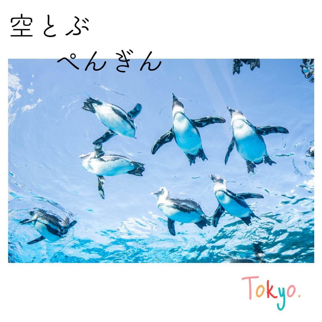 Skyticket.jpさんのインスタグラム写真 - (Skyticket.jpInstagram)「​⠀ 東京池袋・サンシャイン水族館🐧⠀ ⠀ 2011年にリニューアルした際に特に話題となったのが、屋外に広がる「マリンガーデン」。⠀ ⠀ 頭上に広がる透明な水槽を下から覗けば、まるで空を飛んでいるかのようなペンギンの姿が見られます！⠀ ⠀ 周辺のビル群とのミスマッチなコラボは必見ですよ。⠀ ⠀ photo by 📷⠀ 二匹の魚 / PIXTA(ピクスタ)⠀ ⠀ +++++++ +++++++ +++++++⠀ 名称：サンシャイン水族館 - サンシャインシティ⠀ 住所：東京都豊島区東池袋3−1 サンシャインシティワールドインポートマートビル屋上⠀ 公式・関連サイトURL：https://sunshinecity.jp/⠀ +++++++ +++++++ +++++++⠀ ⠀ ・⠀ ・⠀ ▼旅先の絶景やおすすめ写真を大募集📷⠀ #skyticketrip を付けた投稿はストーリーズでご紹介させてください🌈⠀ ⠀ #サンシャイン水族館 #池袋サンシャイン水族館 #空飛ぶペンギン #マリンガーデン #天空の旅 #池袋 #ikebukuro #ファインダー越しの私の世界 #写真好きな人と繋がりたい #japan #池袋サンシャイン #ペンギン #水族館 #travel #lovejapan #lovetokyo #旅女子 #観光名所 #観光 #旅行好き #旅行気分 #トラベラー #国内旅行 #トラベル #トリップ #国内旅行好き #skyticket #スカイチケット #スカイチケット」1月14日 13時04分 - skyticket.jp