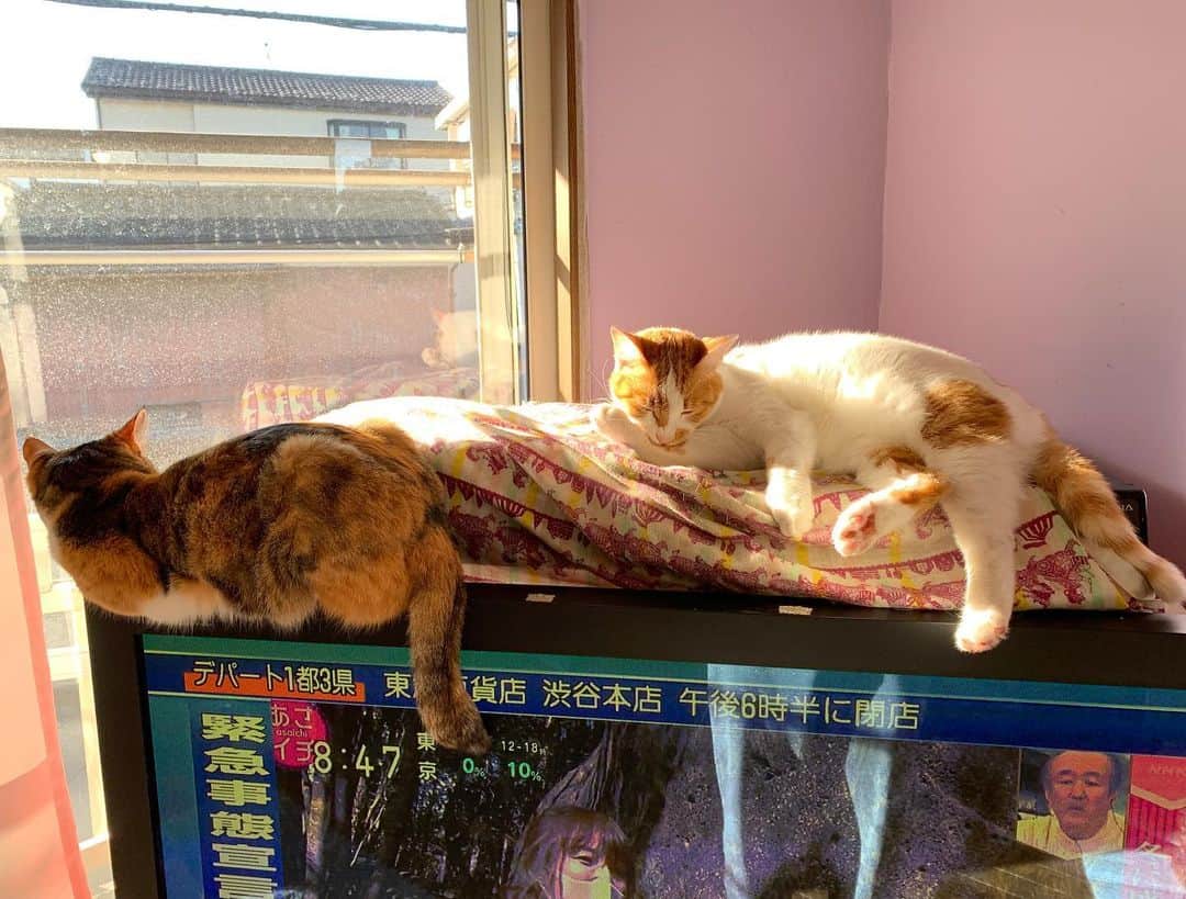 Kachimo Yoshimatsuさんのインスタグラム写真 - (Kachimo YoshimatsuInstagram)「今日も仲良し。これは本物か？ #うちの猫ら #oinari #castea #猫 #ねこ #cat #ネコ #catstagram #ネコ部 http://kachimo.exblog.jp」1月14日 13時05分 - kachimo